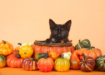 Wall Mural - One tortie tabby kitten in a pumpkin shaped basket looking directly at viewer surrounded by miniature pumpkins, squash and gourds, orange table and background. Autumn harvest Thanksgiving.