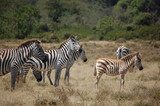 Fototapeta  - a baby zebra in Kenya, Africa