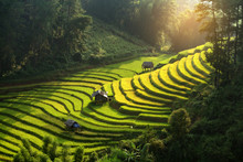 Vietnam Beautiful  Landscape Rice Terrace View In Wild