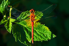 Insect Orange Dragonfly Sitting On Green Leaf, Close-up, Macro. Summer Landscape.