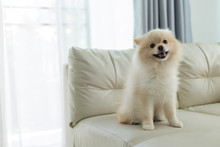 Pomeranian Dog Cute Pet Happy Smile In Home