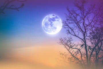 Wall Mural - Landscape of colorful sky, foggy is swinging between dry tree and moon.