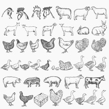 Farm Animals Collection Vector. Hand Drawn Farm Animals Set