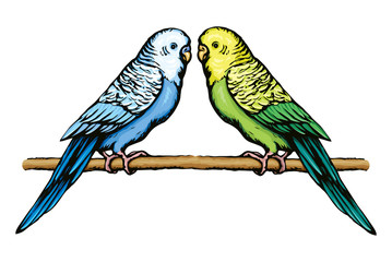 Sticker - Budgerigar. Vector drawing