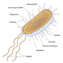 Structure Of A Bacterial Cell, Labeled. 