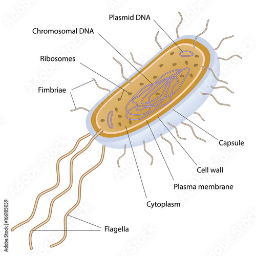 wallpapers Bacterial Cell Model Labeled https stock adobe com images structure of a bacterial cell labeled 166185039 start checkout 1 content id 166185039