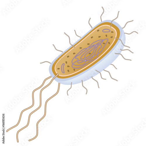 Structure Of A Bacterial Cell Unlabeled Illustration Stock Adobe Stock