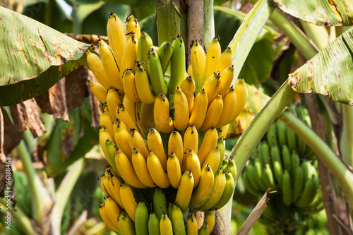 Zdjęcie XXL banan drzewo