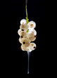 Black currants isolated on black background
