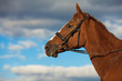 Funny shy horse looking scared posing over sky with rainy clouds. Copy-space. Outdoor shot