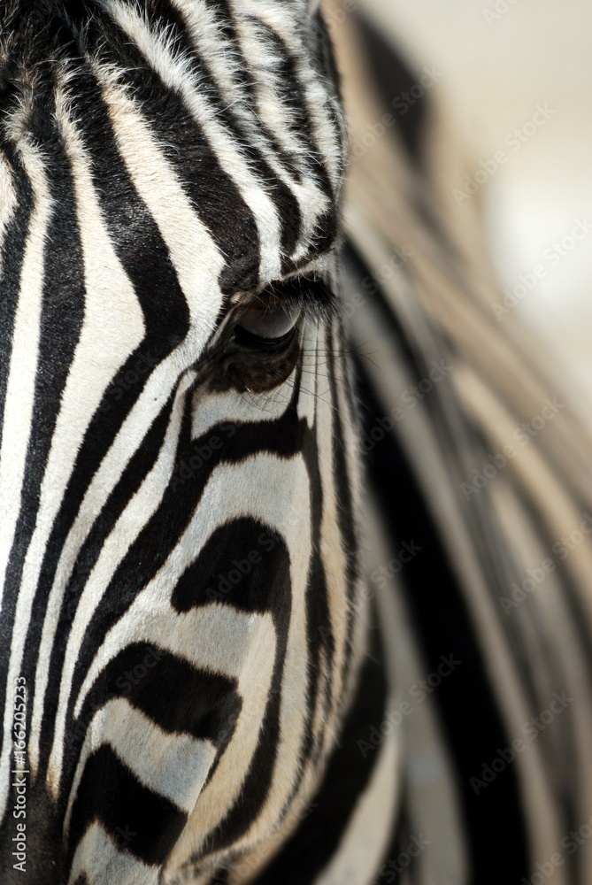 Zebra close-up in the Etosha National Park, Namibia - obrazy, fototapety, plakaty 