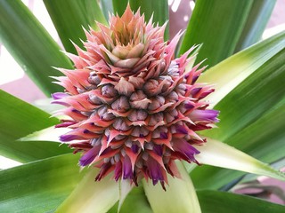 Exotic pineapple flower, closeup