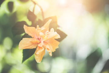 Wall Mural - Blurred yellow hibiscus flower on tree in the garden.