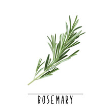 Rosemary Herb And Spice Vector Illustration. Rosemary Branch