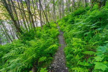 Wall Mural - beautiful green forest. birth of a lake trail. mount st helens national park, south cascades in wash