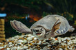 © Daniil - Carettochelys insculpta. The merry turtle swims under the water. Funny animals.