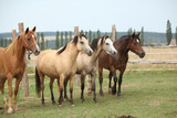 Fototapeta Konie - Horses together on pasturage