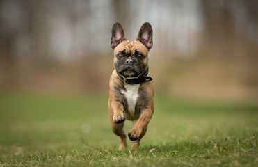 Poster - French bulldog