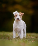 Fototapeta Zwierzęta - Jack Russel Terrier dog