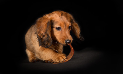 Wall Mural - Young longhaired dachshund dog puppy