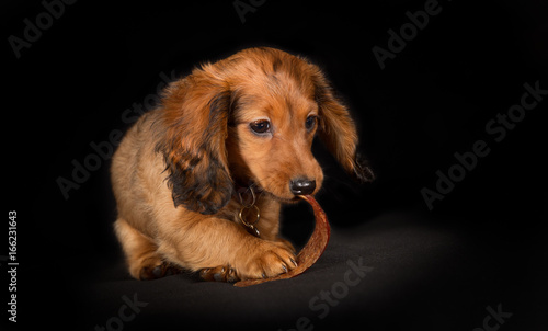 Young Longhaired Dachshund Dog Puppy Buy This Stock Photo And