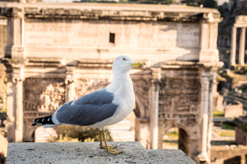 Bird at Forum of Caesar in Rome, Italy. Architecture and landmark of Rome. Antique Rome