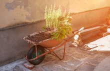 An Old Rusty Wheelbarrow, Fitted For Planting Flowers. Homemade Decorative Flowerbed On A Sunny Day.