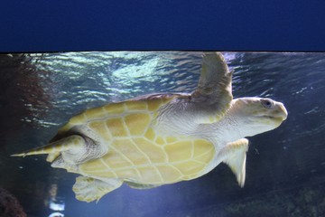 Tortue marine