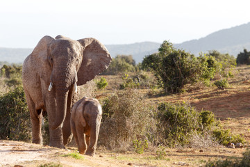 Baby elephant walking with his mother