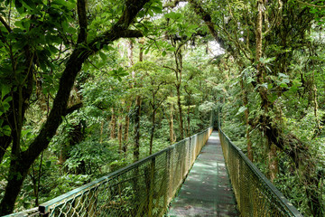 Hängebrücke im Regenwald