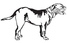 Decorative Standing Portrait Of Dog Dogue De Bordeaux Vector Illustration