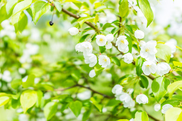 Wall Mural - Macro closeup of many white cherry blossoms with green leaves showing detail and texture