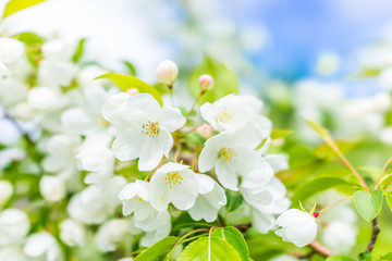 Wall Mural - Macro closeup of many white cherry blossoms with green leaves showing detail and texture