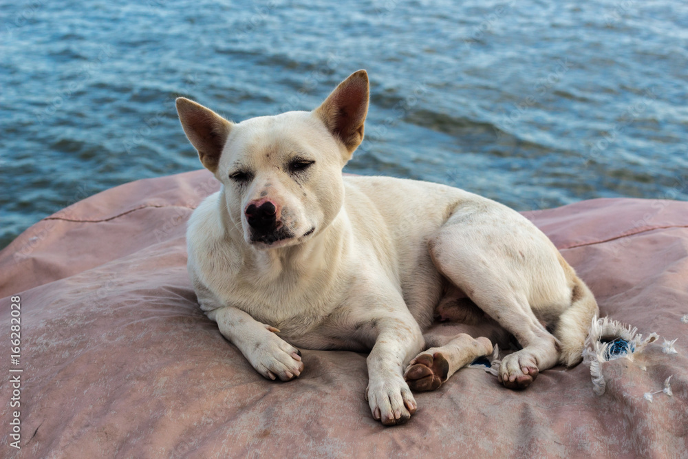 Stray Dog : 野良犬・犬・かわいい の Stock フォト | Adobe Stock