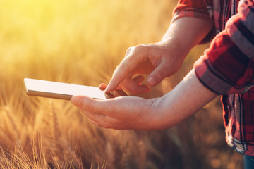 Female farmer standing in wheat field and using mobile phone