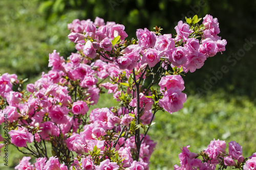 Plakat Japońska azalia z różowymi kwiatami.