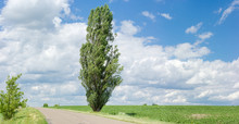 Solitary Black Poplar Near Of A Rural Road