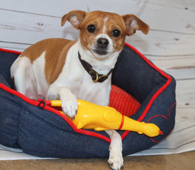 cute small dog with toy