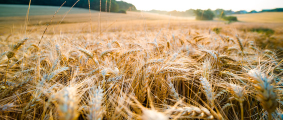 Ripe wheat ears in the morning