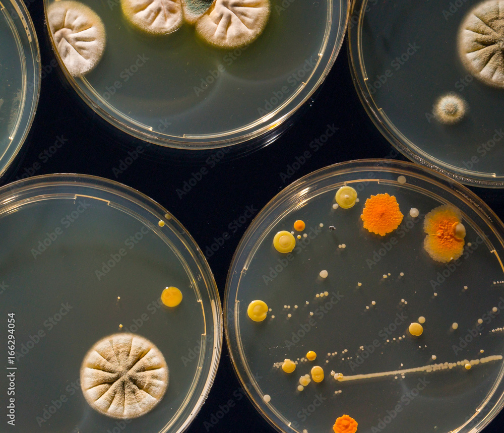 Petri dish with colonies of bacteria and fungi Stock Photo | Adobe Stock