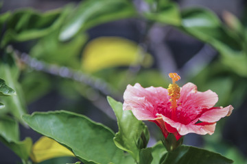 Pink Hibiscus Flowers in garden