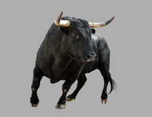 Black Bull On A Gray Background.
