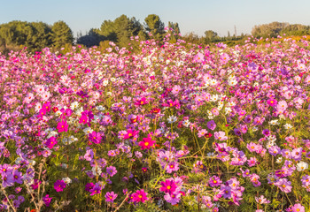 champ de cosmos en provence