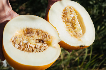 Half of fresh yellow melon in hands. Picknic sunny summer day.