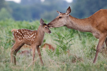 Red Deer (Cervus Elaphus) Female Hind Mother And Young Baby Calf Having A Tender Bonding Moment