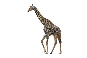 giraffe isolated on white background