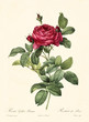Old illustration of Rosa gallica pontiana. Created by P. R. Redoute, published on Les Roses, Imp. Firmin Didot, Paris, 1817-24