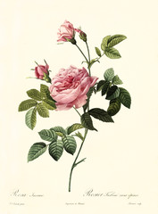 Old illustration of Rosa inermis. Created by P. R. Redoute, published on Les Roses, Imp. Firmin Didot, Paris, 1817-24