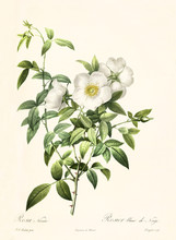Old Illustration Of Rosa Nivea. Created By P. R. Redoute, Published On Les Roses, Imp. Firmin Didot, Paris, 1817-24