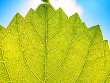 Leaves Texture Leaf Background Macro Green Light Closeup